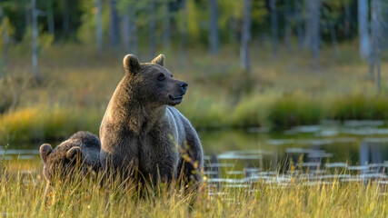 braunbär in finnland