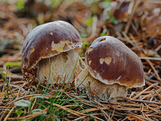 Summer boletus; Sommer Steinpilz (Boletus edulis)