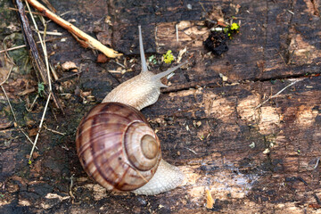 an adult snail on a tree branch