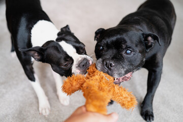 Wall Mural - Boston Terrier and a Staffordshire Bull terrier dogs playing, pulling on a teddy bear being held by somebody.