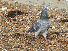 A Pigeon Stands On A Rocky Beach