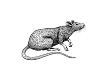 Rat Or Mouse With Cheese. Graphic Wild Animal. Hand Drawn Vintage Sketch. Engraved Grunge Elements.