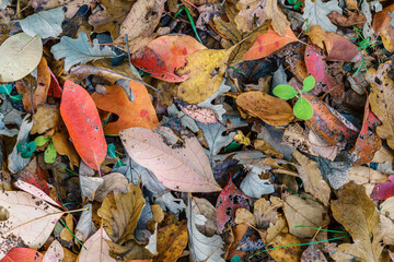 Sticker - Fall leaves background