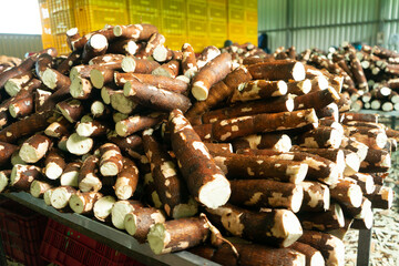 Pile of cassava in a food processing plant