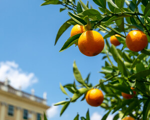 oranges on tree