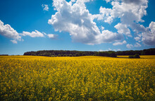 Beautiful Landscape With Field Of Yellow Canola (Brassica Napus L.) And Blue Sky