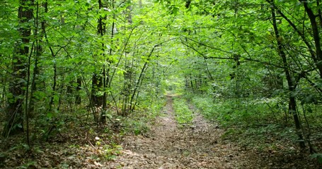 Poster - forest with path and bright sun shining through the trees.