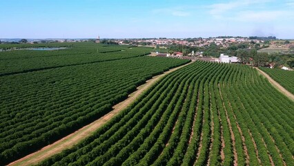 Wall Mural - Aerial drone view of a green coffee field in Brazil