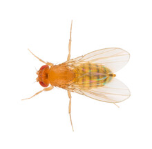 Drosophila Melanogaster Also Known As The Fruit Fly Or Lesser Fruit Fly Is A Species Of Fly In The Family Drosophilidae. Dorsal View Of Fruit Fly Isolated On White Background.