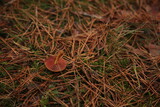 Fototapeta  - Przewrócony grzyb w lesie.