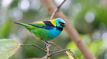 Saíra-sete-cores, Pássaro  Encontradado Em Todos Os Estratos Da Floresta Atlântica E Nas Matas Baixas Do Litoral, Onde é Muito Frequente