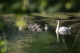 Fototapeta  - Rodzina łabędzi pływająca po stawie.