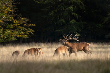 Wall Mural - Red deer is roaring on the meadow. Deer during rutting time. Autumn wildlife in Europe. 