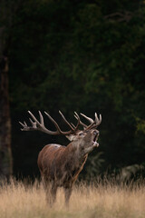 Wall Mural - Red deer is roaring on the meadow. Deer during rutting time. Autumn wildlife in Europe. 