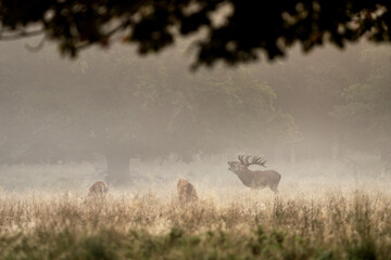 Wall Mural - Red deer is roaring on the meadow. Deer during rutting time. Autumn wildlife in Europe. 