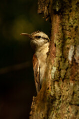 Poster - Cerrado false woodpacker on tree