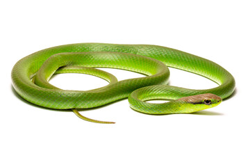 Poster - green vine snake on white background