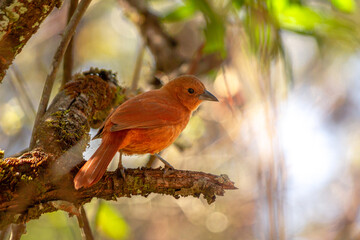 Canvas Print - robin on branch