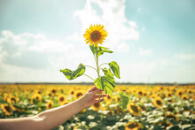 Young Girl's Hand Holding A Sunflower In A Field Of Sunflowers