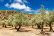 Olive tree grove in Tramuntana mountains of Mallorca - 0687