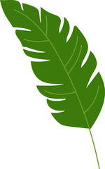  banana tropical leaf illustration. green house plant design element
