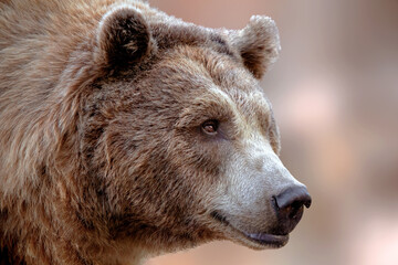Wall Mural - portrait of a grizzly bear