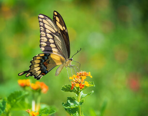 Wall Mural - Giant Swallowtail butterfly (Papilio cresphontes) feeding on Lantana flowers in the garden. Copy space.