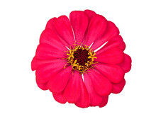Pink Zinnia Flower Isolated Cutout