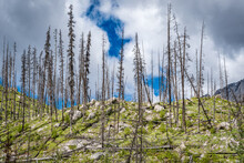 Forest Regrowth And Charred Trees After A Forest Fire Near Medicine Lake In Jasper National Park, Alberta