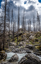 Stream Flowing In Front Of Forest Regrowth And Charred Trees After A Forest Fire Near Medicine Lake In Jasper National Park, Alberta