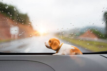 Brown Puppy Dog Doll Shaking Nodding Head In The Car