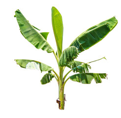Wall Mural - banana tree on transparent background, real banana tree green leaf isolate die cut png file