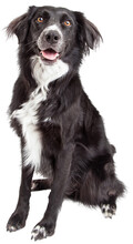 Beautiful Border Collie Mix Breed Dog Sitting - Extracted