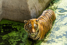Panthera Tigris Tigris Tigre Peeking Out Of Its Shelter At The Zoo, Mexico