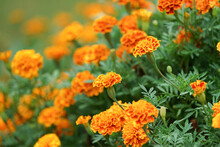 Blooming Vibrant Yellow And Orange French Marigold (selective Focus),Tagetes Patula Or The French Marigold, A Gardener Favorite For Brightly-colored Flowers, Outdoors Plant As A Large Plot For Beauty.