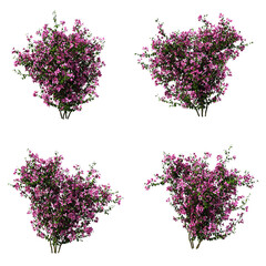 Wall Mural - 3d rendering of Bougainvillea isolated