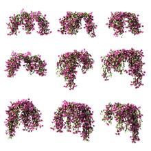 3d Rendering Of  Bougainvillea Hanging Isolated