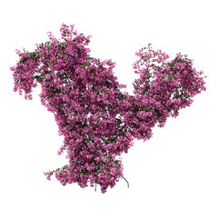 Wall Mural - 3d rendering of Bougainvillea creeping isolated