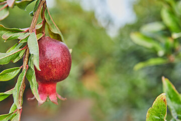 Sticker - Plantation of pomegranate trees in harvest season, great fruit for Rosh Hashanah