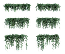 3d Rendering Of Hanging Plant Isolated