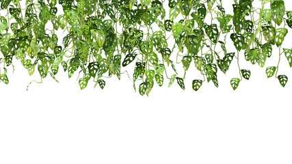 Wall Mural - 3d rendering of Monstera Adansonii hanging foreground isolated