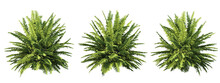 3d Rendering Of Fern Tree Isolated