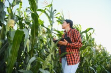 Agronomist Farmer Woman In Corn Field. Female Farm Worker Analyzing Crop Development.