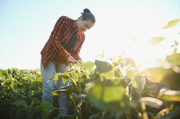 Wall Mural - A female farmer in soybean field