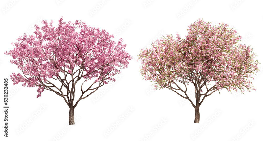 3D rendering of cherry tree isolated Stock Illustration | Adobe Stock