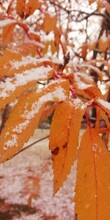 Autumn Orange Leaves In Early Water With Falling Snow