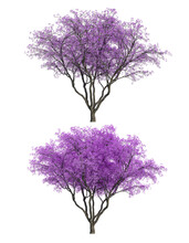 3D Rendering Of Jacaranda Mimosifolia Tree Isolated