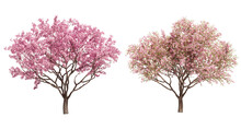 3D Rendering Of Cherry Tree Isolated