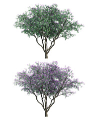 Wall Mural - 3D rendering of Jacaranda mimosifolia tree isolated