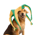 Dog With Green And Yellow Harlequin Hat